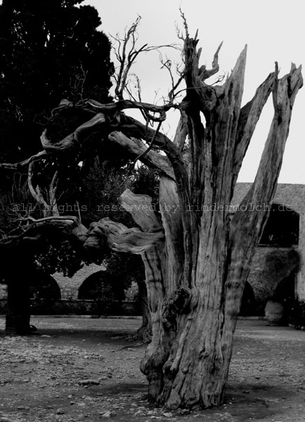 2008 Arkadi (1)