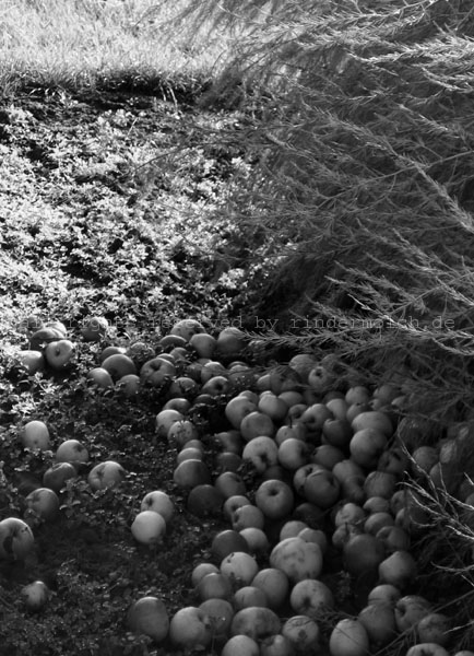 2008 Forgotten (1)