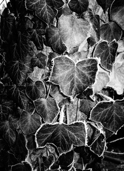 2008 Leafs