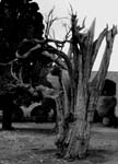 2008 Arkadi (1)