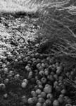 2008 Forgotten (1)