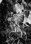 2008 Leafs