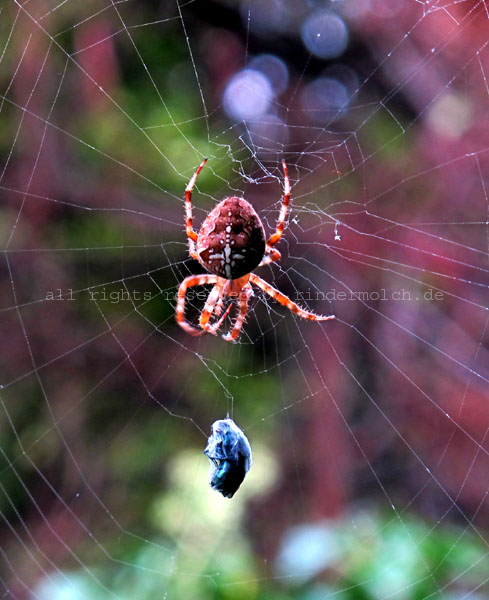 2014 - Spiders (43)