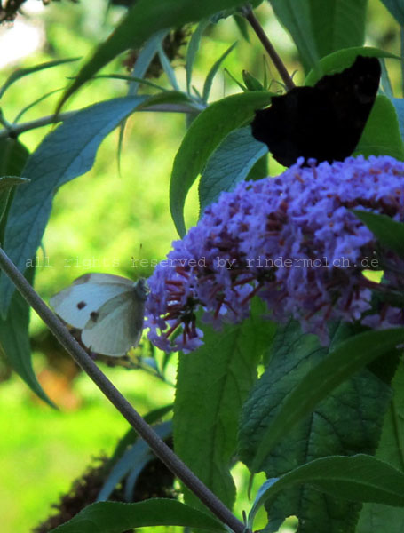 20160828 - Butterflies (5)