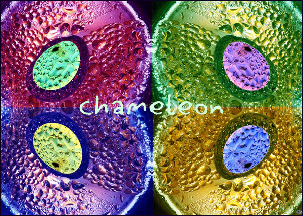 2008 Chameleon