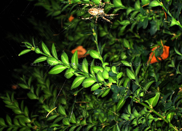 2010 Plants1 (4)