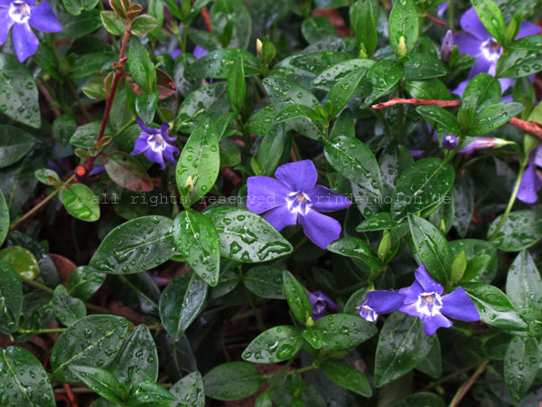 20140316 - Garten (11)